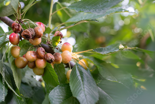 Rotten spoiled berry or fruit. Mold sweet cherries on tree in fruit garden. Spoiled berry. Diseases of trees. Gardening problems.