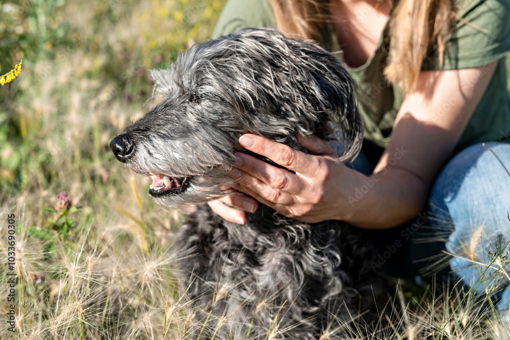 Woman stroking Mixed Breed Senior dog with Bedlington Terrier Whiipet walking on a meadow in summer Woman stroking Mixed Breed Senior dog with Bedlington Terrier Whiipet walking on a meadow in summer