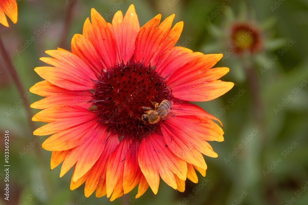 Vibrant flower with bee collecting pollen Vibrant flower with bee collecting pollen