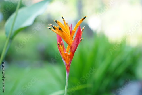 Heliconia flowers that start to bloom alone belong to the Musaceae group, similar to the Strelitzia family. photo