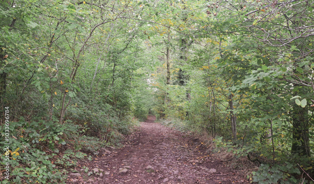 Fototapeta premium Beautiful view of the Bois Castagne
