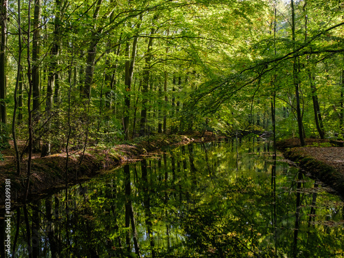 Nature reserve Waterloopbos, Flevoland province, The Netherlands photo