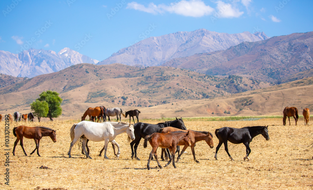 A herd of horses graze in the meadow in summer, eat grass, walk and frolic. Pregnant horses and foals, livestock breeding concept. A herd of horses graze in the meadow in summer, eat grass, walk and frolic. Pregnant horses and foals, livestock breeding concept.