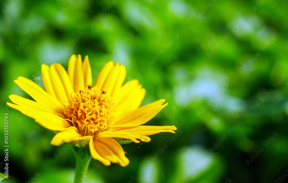Obraz premium Pretty yellow creeping daisy flower, close-up of pollen yellow creeping daisy flower, yellow creeping daisy flowers growing in spring
