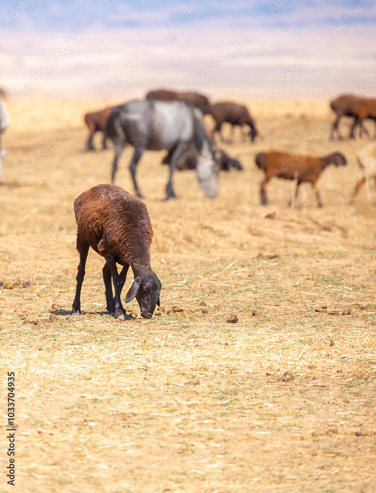 Rams and lambs graze in a meadow. Cattle grazing. A flock of rams walks across an autumn field in search of grass. sheep Rams and lambs graze in a meadow. Cattle grazing. A flock of rams walks across an autumn field in search of grass. sheep