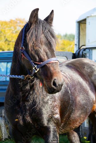 Hot and sweaty horse stands cooling down by the trailer after being ridden outdoors in a Funride in the Shropshire countryside. photo