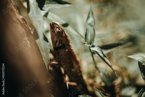 The Wild Garden Lizard, A rare Wild Lizard climb tree found widely in Glamping/Camping site photo