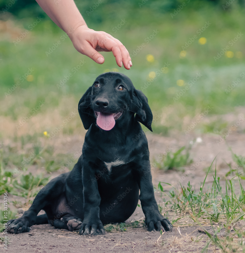 human hand is about to stroke a puppy human hand is about to stroke a puppy