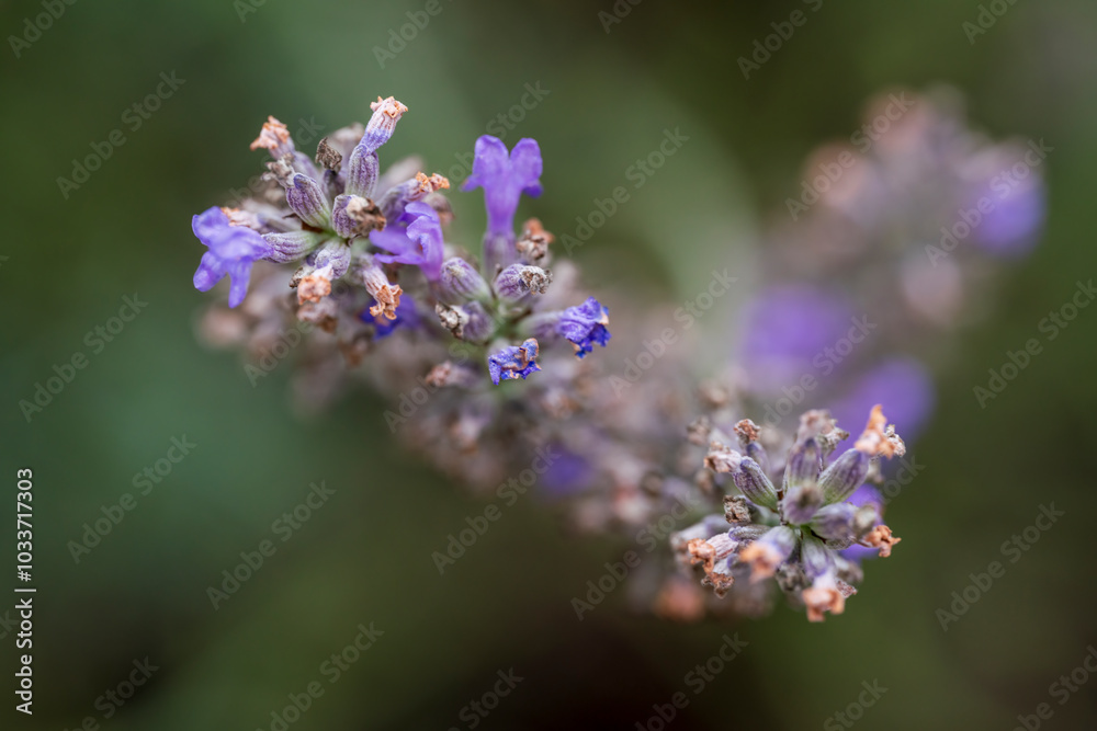 Lavendar in top view with blurry bokeh background view Lavendar in top view with blurry bokeh background view