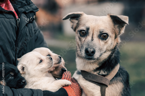 adult dog and puppies in the hands of a man