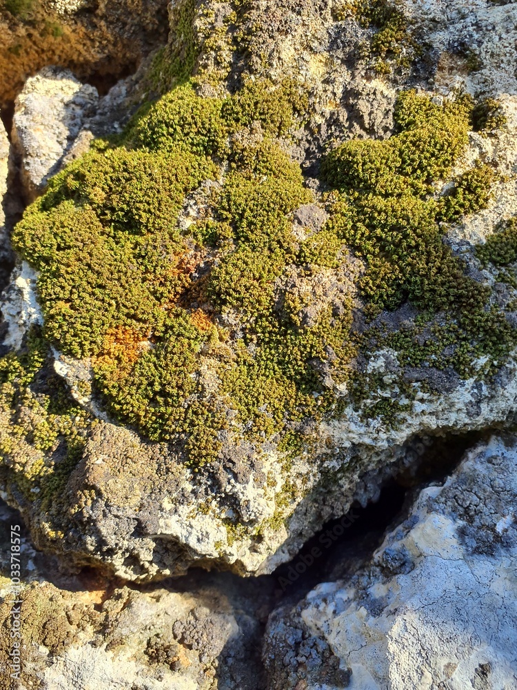 Obraz premium Wild rock