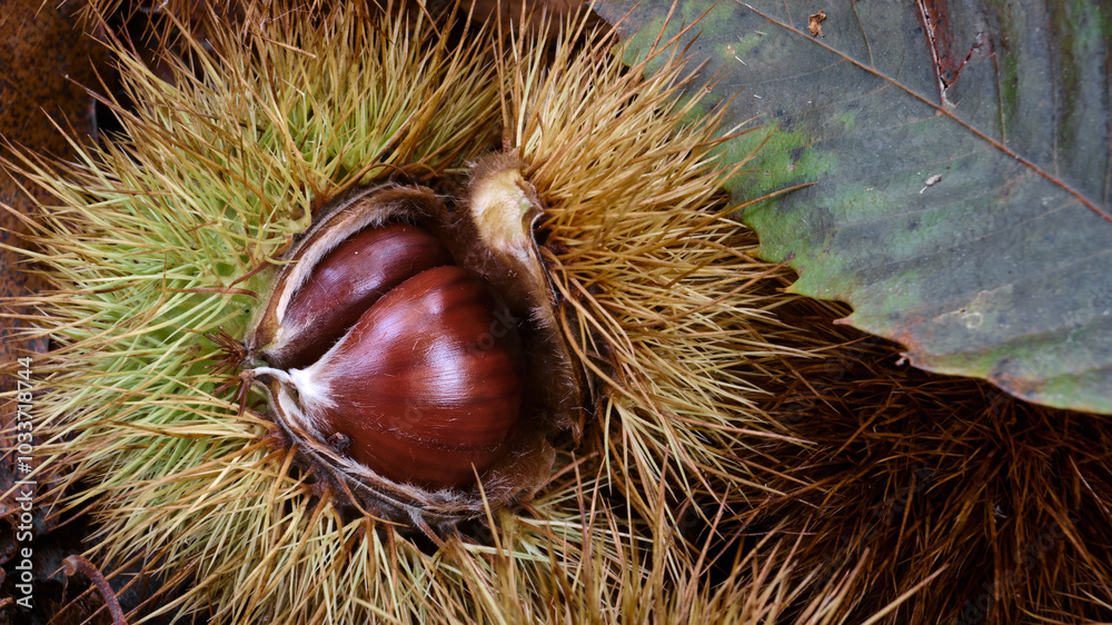 Macro scattata a delle castagne in un bosco nelle colline attorno a Tassarolo.