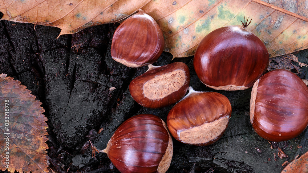 Macro scattata a delle castagne in un bosco nelle colline attorno a Tassarolo.