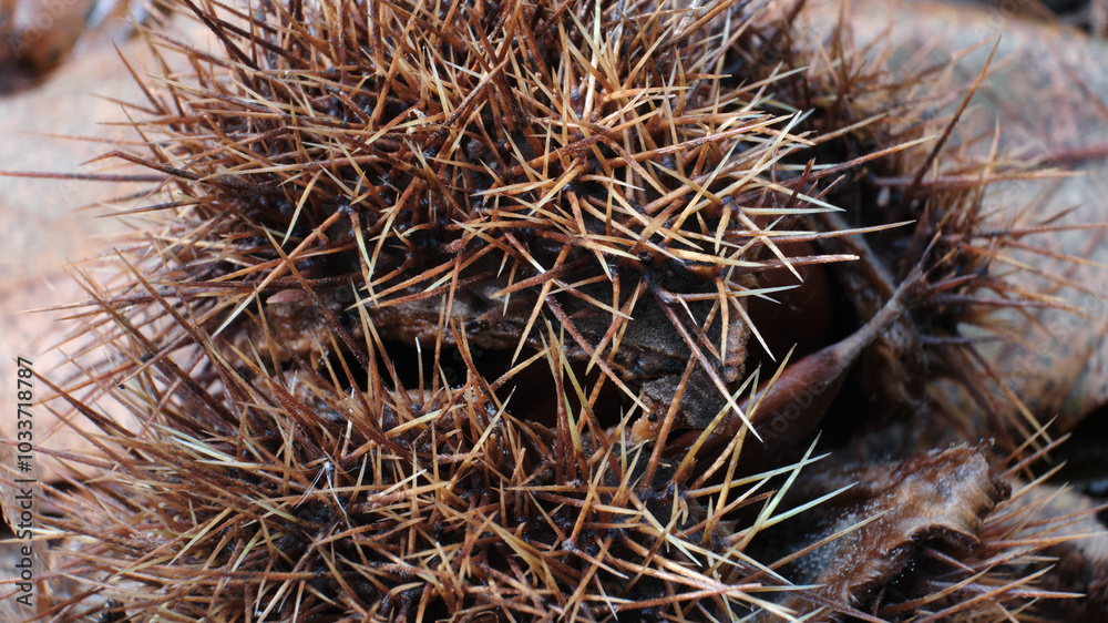 Macro scattata a delle castagne in un bosco nelle colline attorno a Tassarolo.