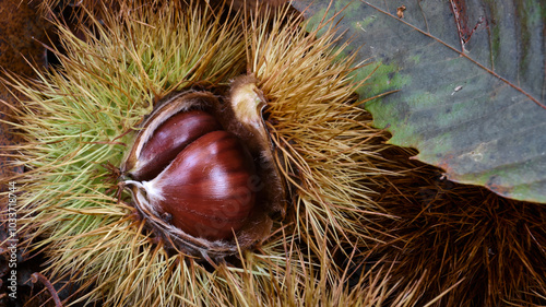 Macro scattata a delle castagne in un bosco nelle colline attorno a Tassarolo. photo