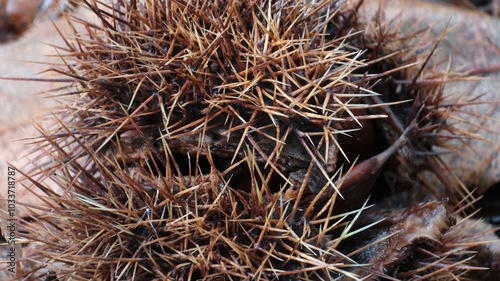 Obraz na płótnie Macro scattata a delle castagne in un bosco nelle colline attorno a Tassarolo. w salonie