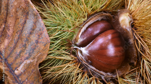 Macro scattata a delle castagne in un bosco nelle colline attorno a Tassarolo.