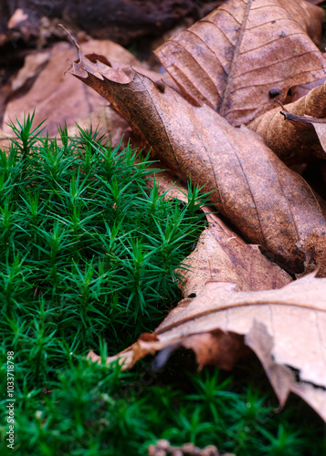 Obraz na płótnie Macro scattata in un bosco nelle colline attorno a Tassarolo. w salonie