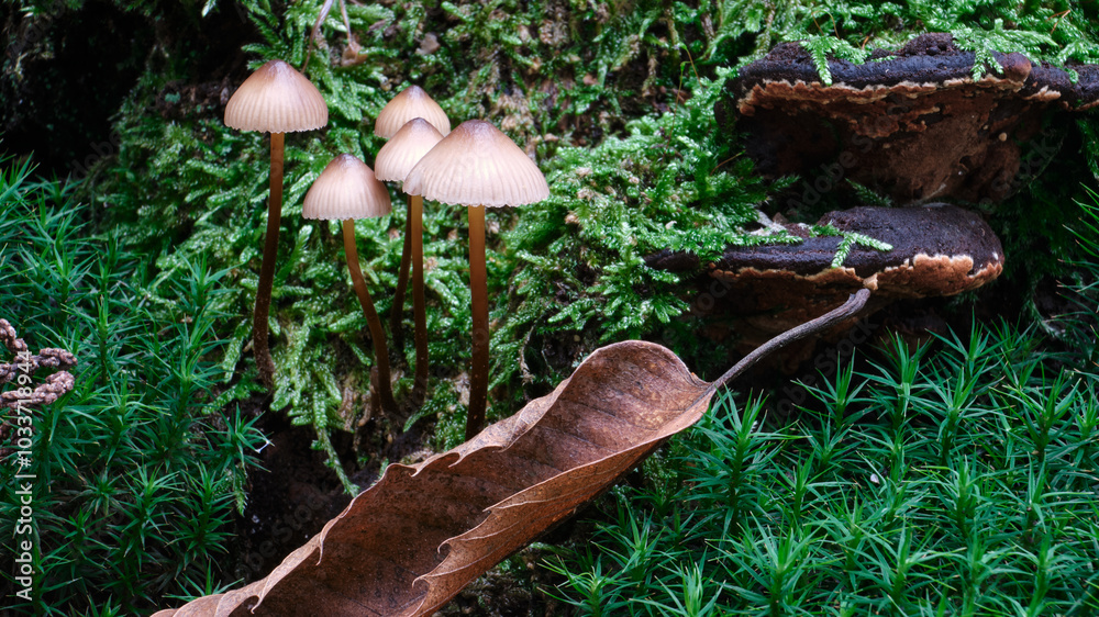 Macro scattata a dei funghi in un bosco nelle colline attorno a Tassarolo.