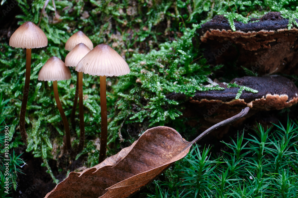 Macro scattata a dei funghi in un bosco nelle colline attorno a Tassarolo.