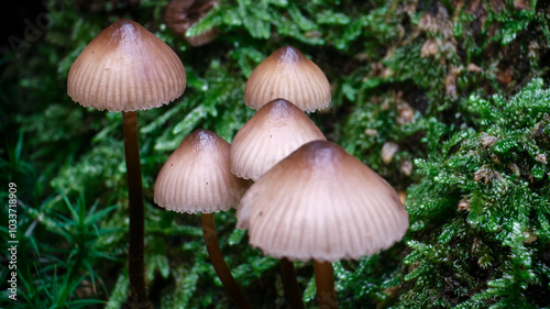 Macro scattata a dei funghi in un bosco nelle colline attorno a Tassarolo.