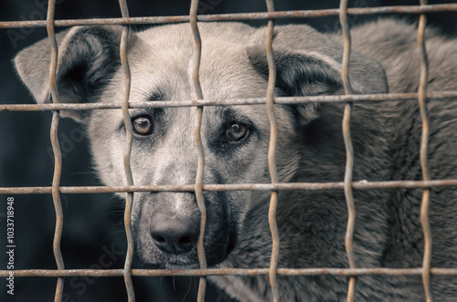 mongrel dog with sad eyes in an iron cage