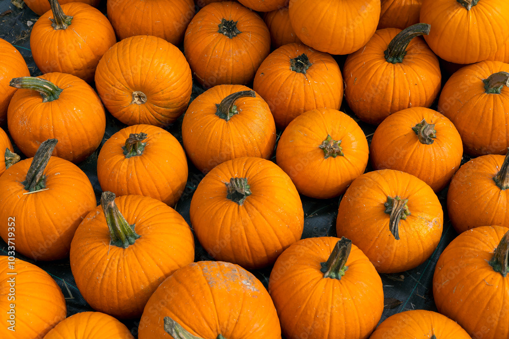Many fresh just picked orange pumpkins on the ground for Halloween decoration. Many fresh just picked orange pumpkins on the ground for Halloween decoration.
