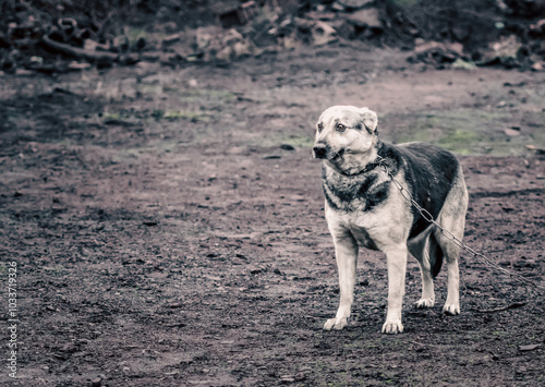 lonely scared mongrel chain dog