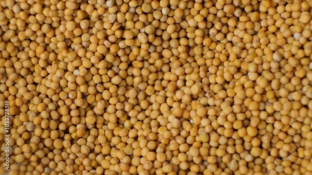 Cooking Background, Texture of Dry Mustard Grains, Top View, Slow Motion Cooking Background, Texture of Dry Mustard Grains, Top View, Slow Motion