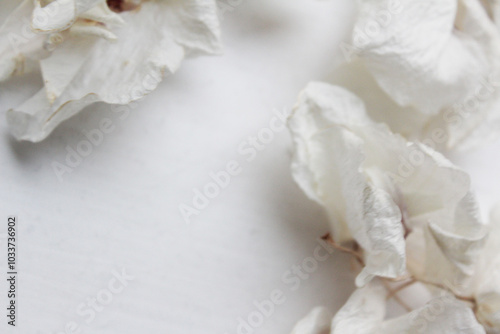 Dried white decorative flowers on table