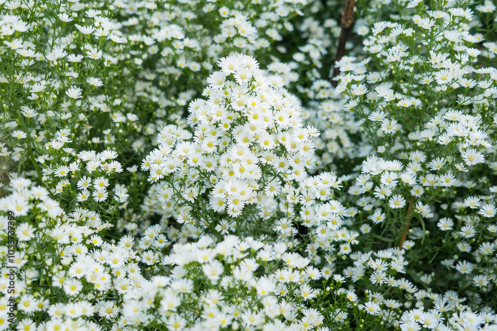 A Lush Field of Tiny White Flowers with Vibrant Green Leaves Creating a Serene Natural Backdrop A Lush Field of Tiny White Flowers with Vibrant Green Leaves Creating a Serene Natural Backdrop