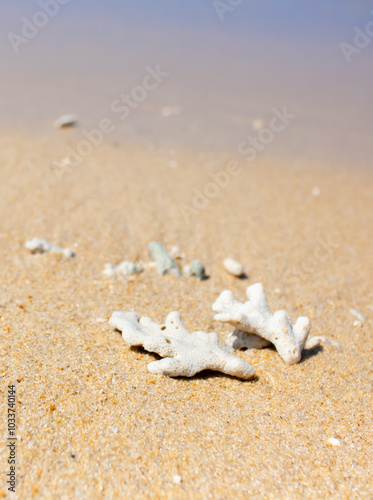 Corals on the sand on the seashore. Seascape background, sandy shore with corals and shells.