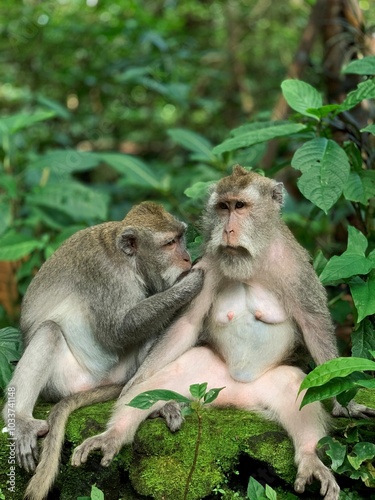 Monkey forest