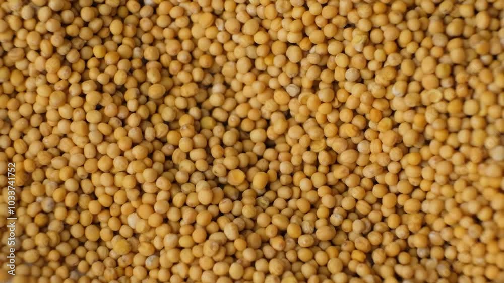 Spoon Stirs Dry Mustard Grains Slow Motion.