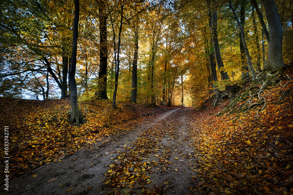 Herbst im Wald