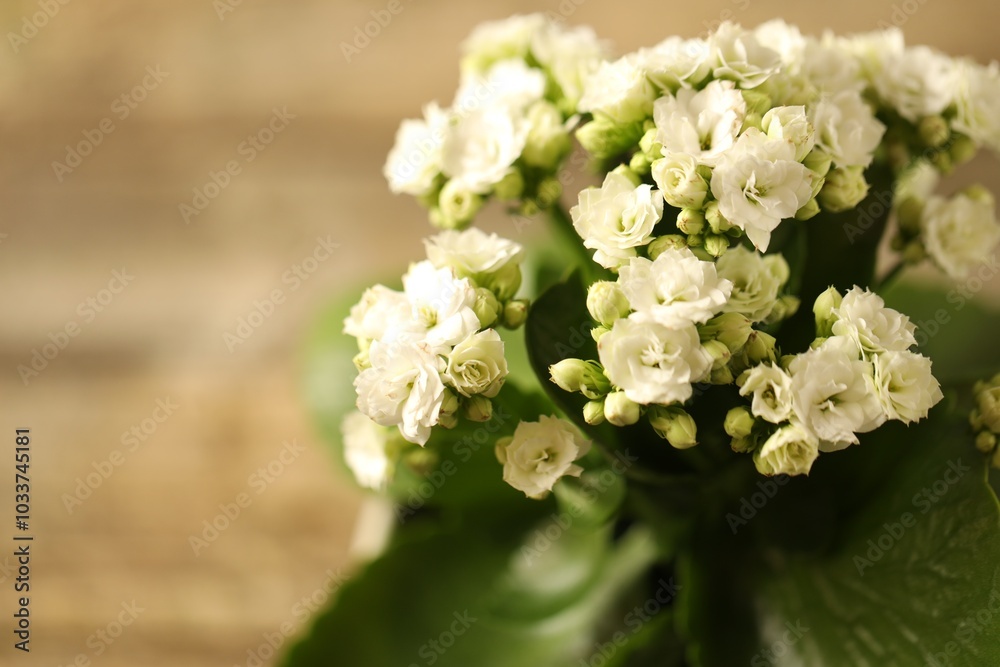 Beautiful white kalanchoe flower on blurred background, closeup Beautiful white kalanchoe flower on blurred background, closeup