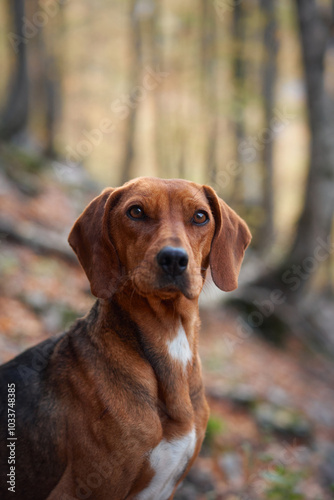 A close-up of a Nova Scotia Duck Tolling Retriever in a forest during autumn. The dog looks calm and serene, surrounded by the colorful fall leaves.