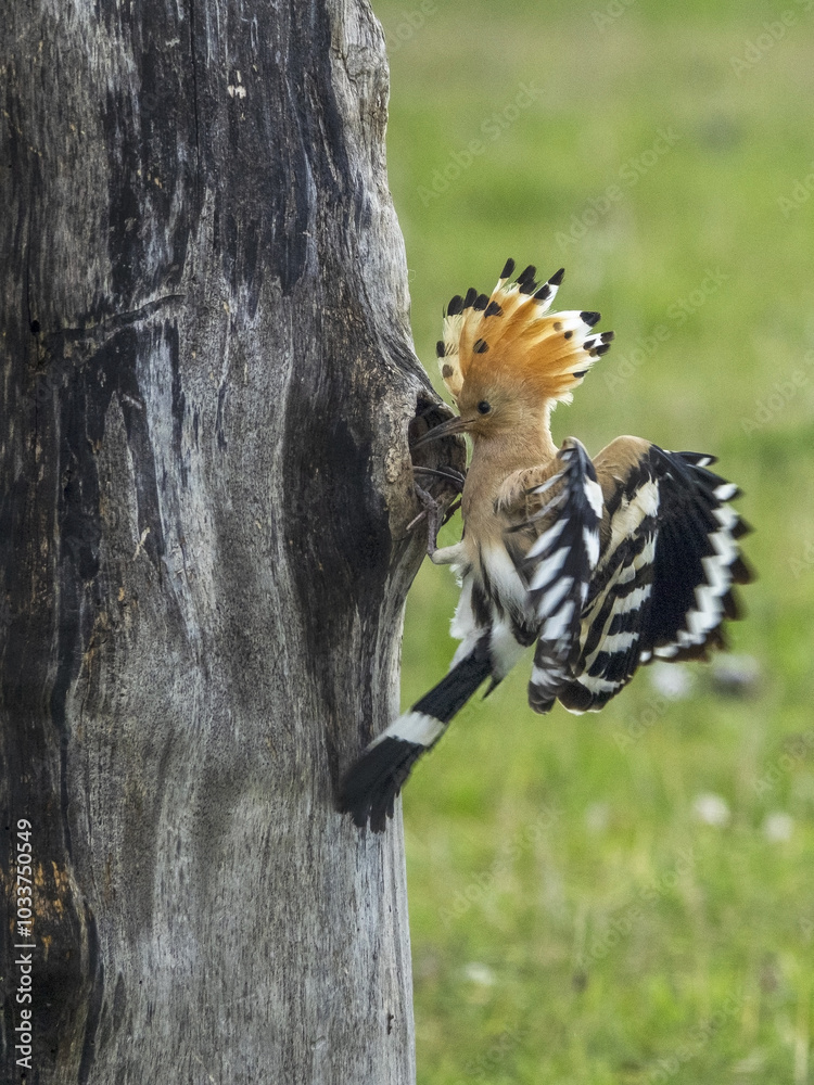 The Eurasian hoopoe (Upupa epops) hunts insects and feeds the chicks. The Eurasian hoopoe (Upupa epops) hunts insects and feeds the chicks.