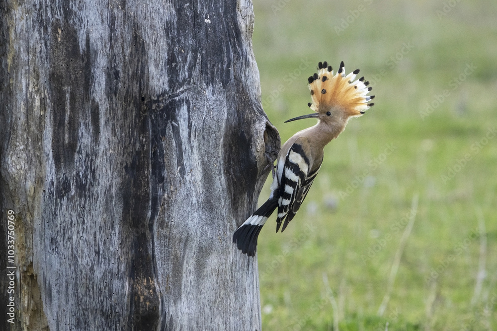 The Eurasian hoopoe (Upupa epops) hunts insects and feeds the chicks. The Eurasian hoopoe (Upupa epops) hunts insects and feeds the chicks.