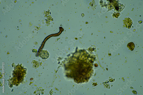 soil fungi storing carbon in the soil. testate amoebae and bacteria cycling nutrients. regenerative agriculture sustainable practices growing healthy food on farms and in crops photo