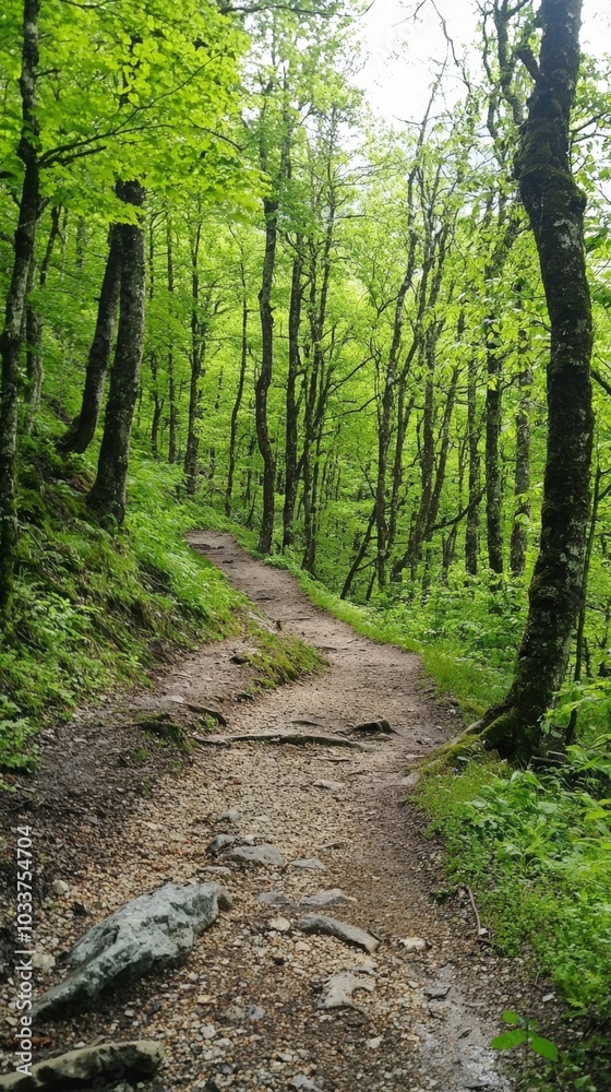 A serene woodland path winding through lush green trees in springtime tranquility A serene woodland path winding through lush green trees in springtime tranquility