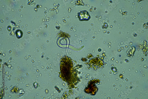 soil fungi storing carbon in the soil. testate amoebae and bacteria cycling nutrients. regenerative agriculture sustainable practices growing healthy food on farms and in crops photo