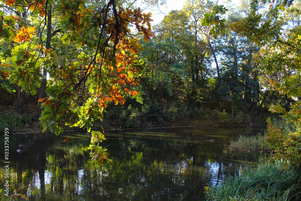 autumn trees reflected in water autumn trees reflected in water