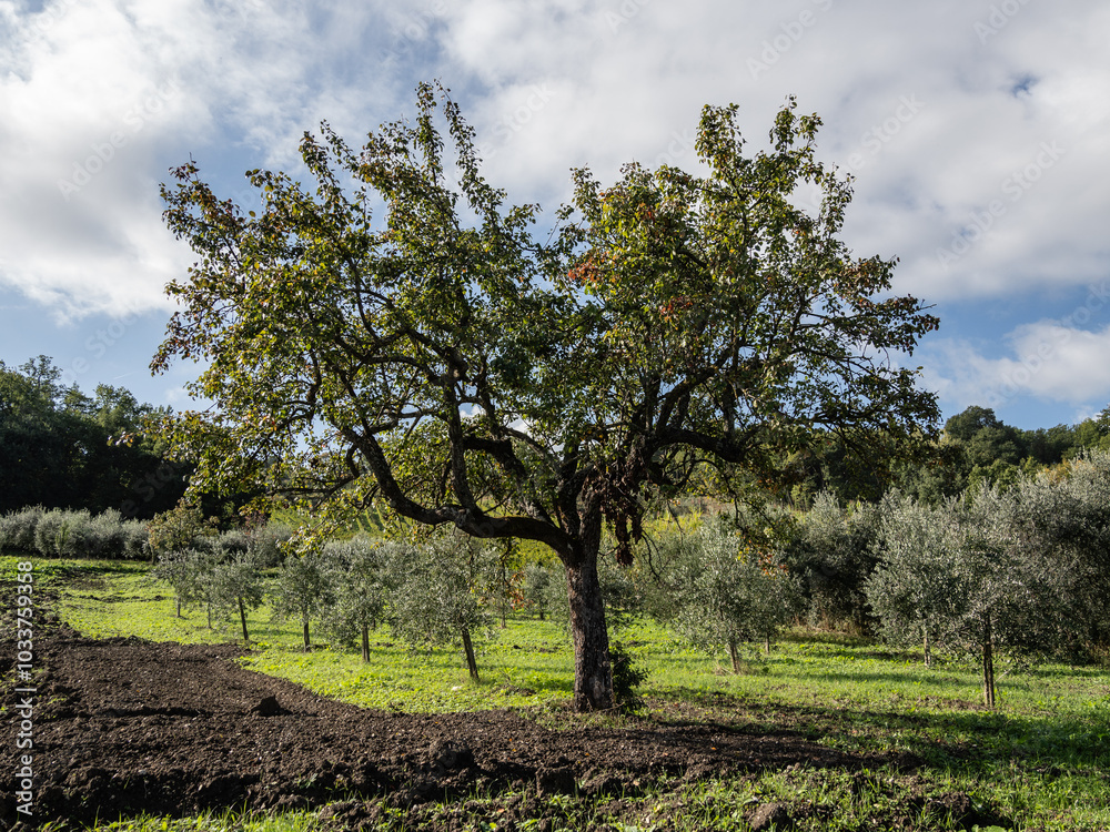 olive tree plantations in Campania olive tree plantations in Campania