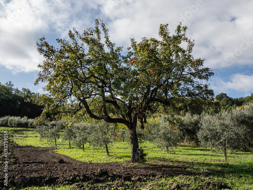olive tree plantations in Campania