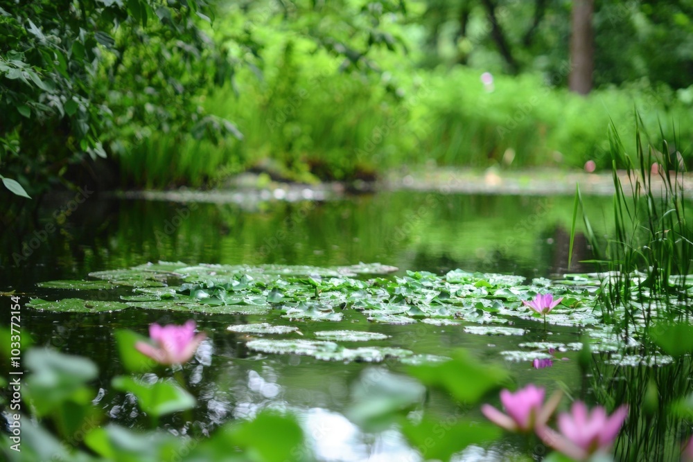 Obraz premium Serene lily pads bloom beside a tranquil pond in a lush green park on a sunny day