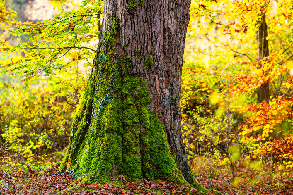 Mossy tree trunk in autumn forest in southern Germany. Colorful foliage backlit by bright morning sun. Indian Summer atmosphere in October. Perfect for hiking and leisure walks in natural surrounding. Mossy tree trunk in autumn forest in southern Germany. Colorful foliage backlit by bright morning sun. Indian Summer atmosphere in October. Perfect for hiking and leisure walks in natural surrounding.