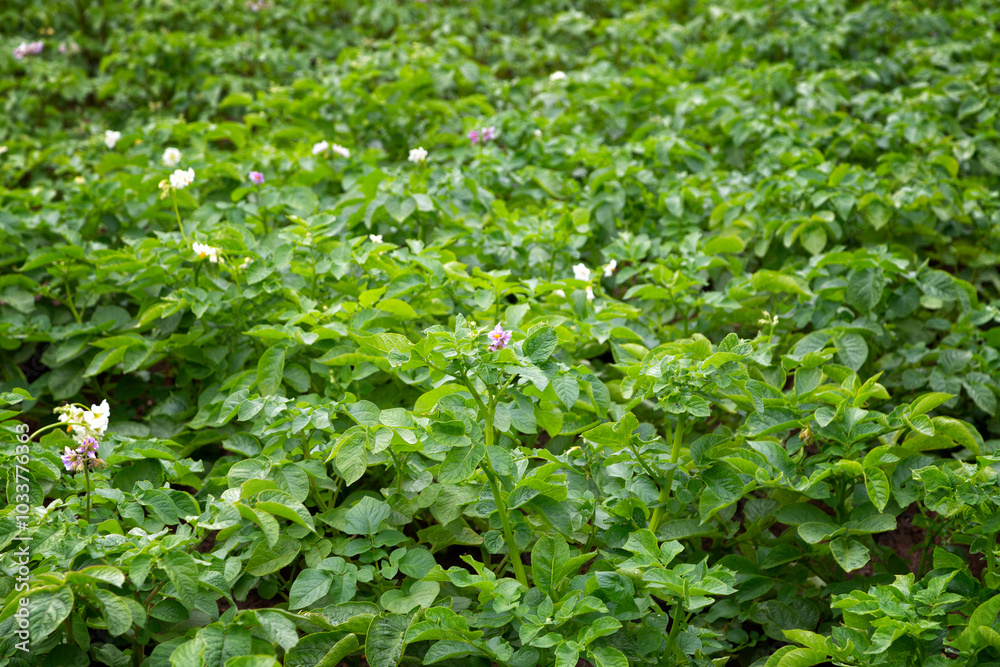 Field with beds of blooming potatoes close up Field with beds of blooming potatoes close up
