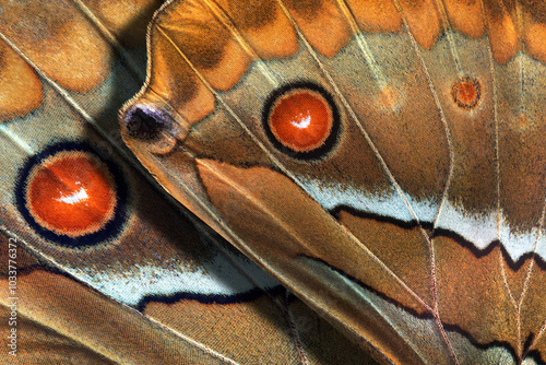 bright colorful wings of tropical butterflies morpho. macro photography of bu...