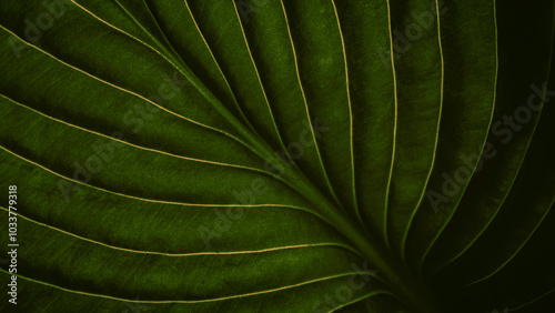 Fototapeta Naklejka Na Ścianę i Meble -  Closeup macro of lush green tropical jungle leaf with veins texture, stylish natural earthy backdrop, organic nature background, travel, fashion, beauty, luxury lifestyle concept with copy space